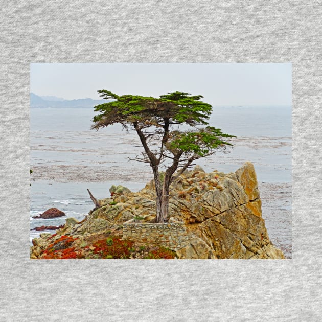 Lone Cypress Study 1 by bobmeyers